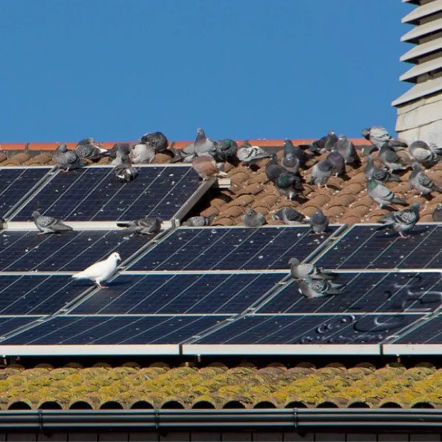 Solar Panel Bird Proofing Service